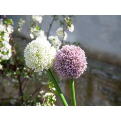 EUROPALMS Allium spray, artificial, cream, 55cm